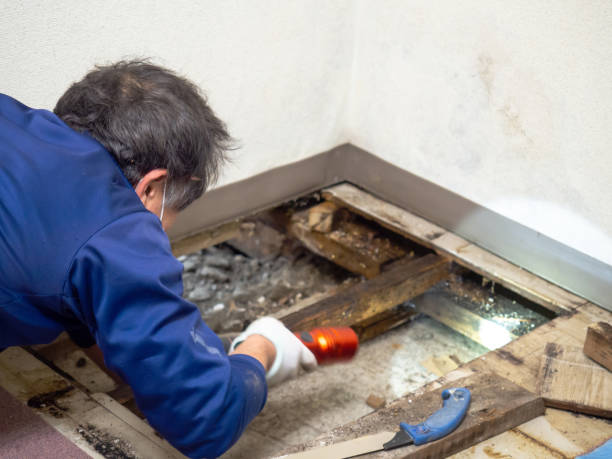 Best DIY Mold Remediation Support Services in Ravenna, OH