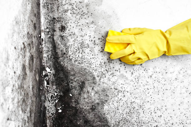 Best Bathroom Mold Remediation in Ravenna, OH